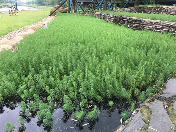 中國十大污水處理企業(yè)哪個(gè)更好一些